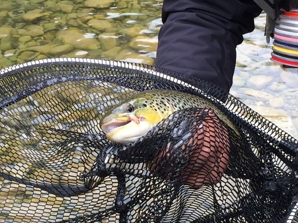 Cours nymphes au fil